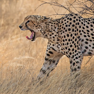 Samburu - Yawning cheetah